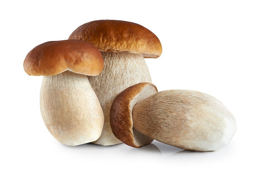 Specialty Mushrooms